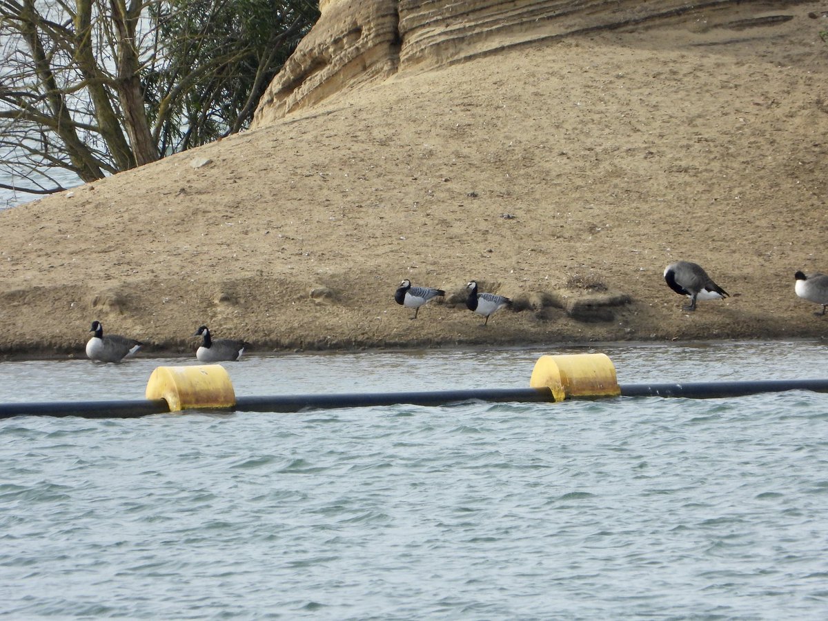 Grovebury today, 2 Barnacle  Geese, RC Pochard, a fly over GW Egret and 2 Stonechat