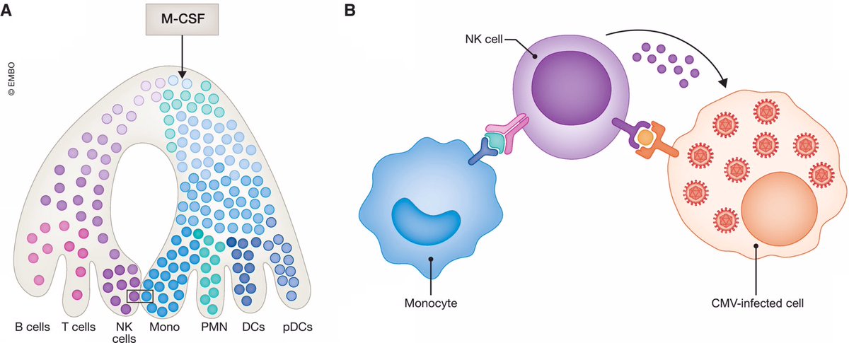 Teamwork works !!🙌🏻 Our 2 site-lab @SiewekeLab at @CIML_Immunology and @CRTDpress just released a groundbreaking paper in @EmboMolMed. 🧪🔬Dive into the study revealing how M-CSF protects against CMV infection after hematopoietic stem cell transplantation.🧫🥼