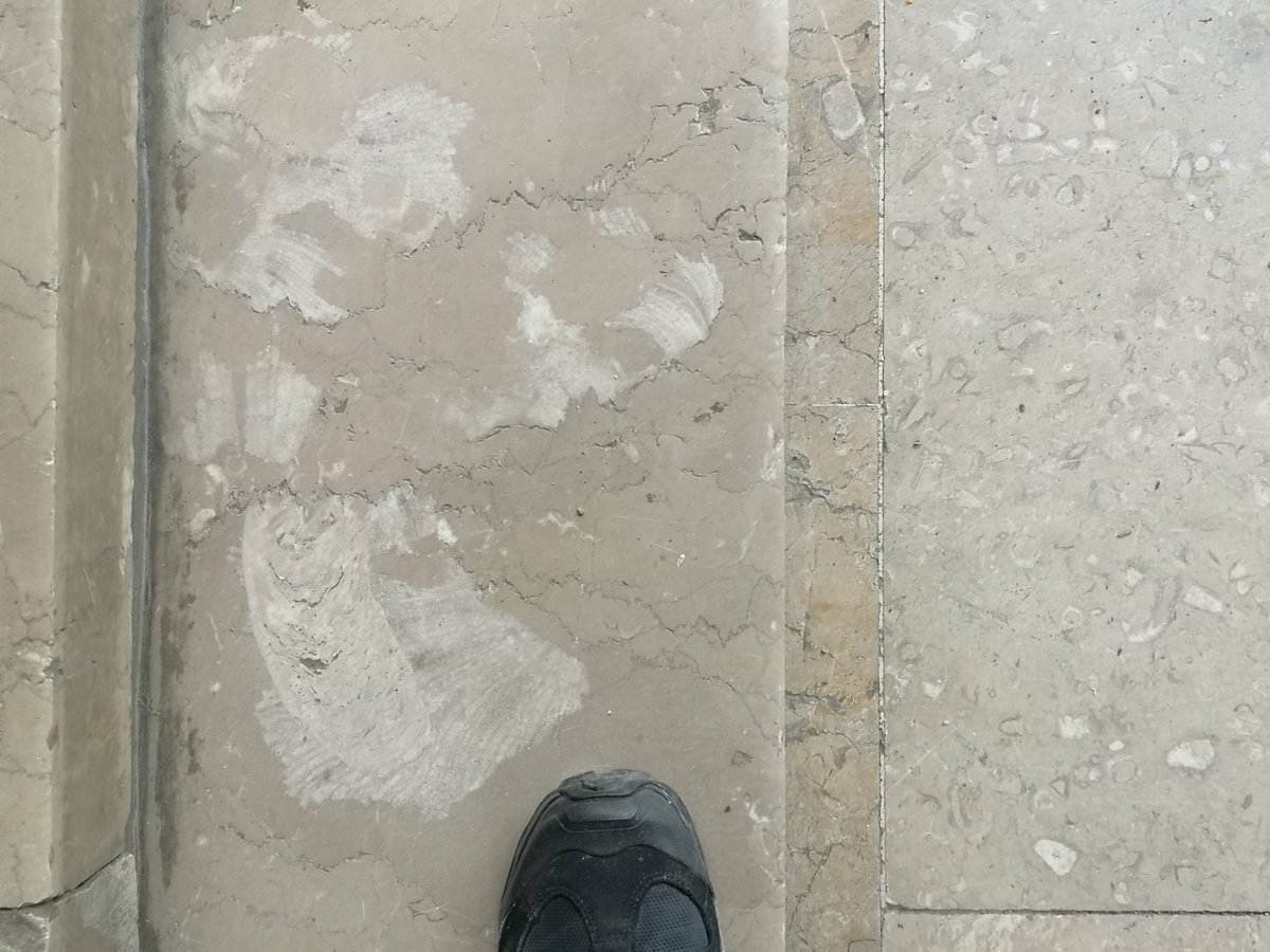 Some fossils in the ground marbles. 📍Architecture Department, Middle East Technical University, Ankara, Turkey @pavementgeology @ANGISerkan #urbangeology #fossil