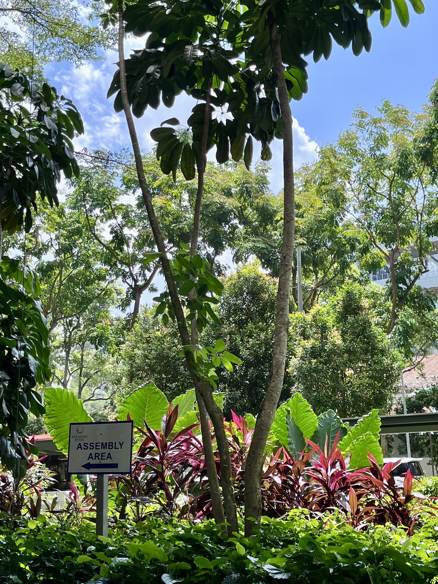 Walter Dellisanti, PhD 🪸🔬🤿 (@wdellisanti) on Twitter photo 🌴 In Singapore as invited assessor for the <a href="/IUCNRedList/">IUCN Red List</a> of corals. Hosted by the <a href="/NUSingapore/">NUS</a> and <a href="/NUSReef/">Reef Ecology Lab</a>, we will be reviewing the status of 400+ Indo-Pacific corals by the end of the week.
🚨 New updated assessment will be online in 2024!
iucnredlist.org 🌴 In Singapore as invited assessor for the <a href="/IUCNRedList/">IUCN Red List</a> of corals. Hosted by the <a href="/NUSingapore/">NUS</a> and <a href="/NUSReef/">Reef Ecology Lab</a>, we will be reviewing the status of 400+ Indo-Pacific corals by the end of the week.
🚨 New updated assessment will be online in 2024!
iucnredlist.org