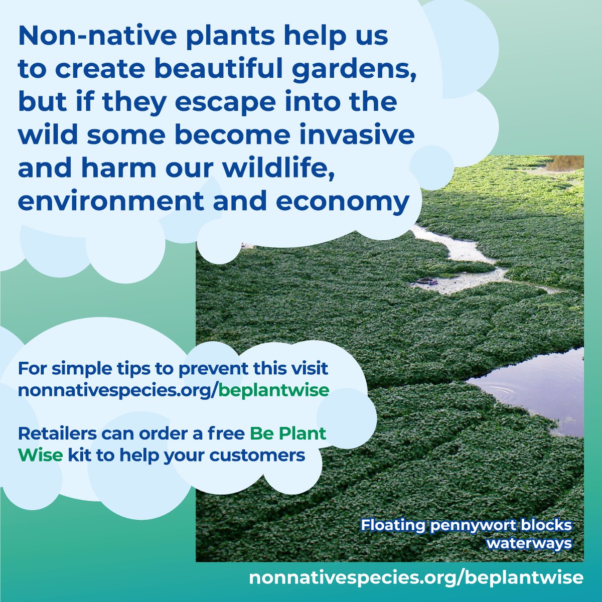 #InvasivePlants like floating pennywort can: - cause devastating environmental impacts🌍 - be extremely costly to control 💰 - interfere with our health and way of life ❌ #BePlantWise and dispose of your garden waste responsibly to prevent their spread nonnativespecies.org/beplantwise