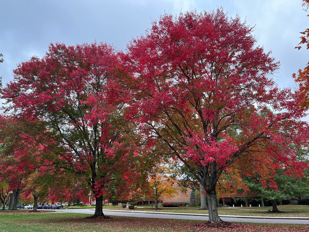The wonderful fall colors are starting to brighten up our beautiful campus.