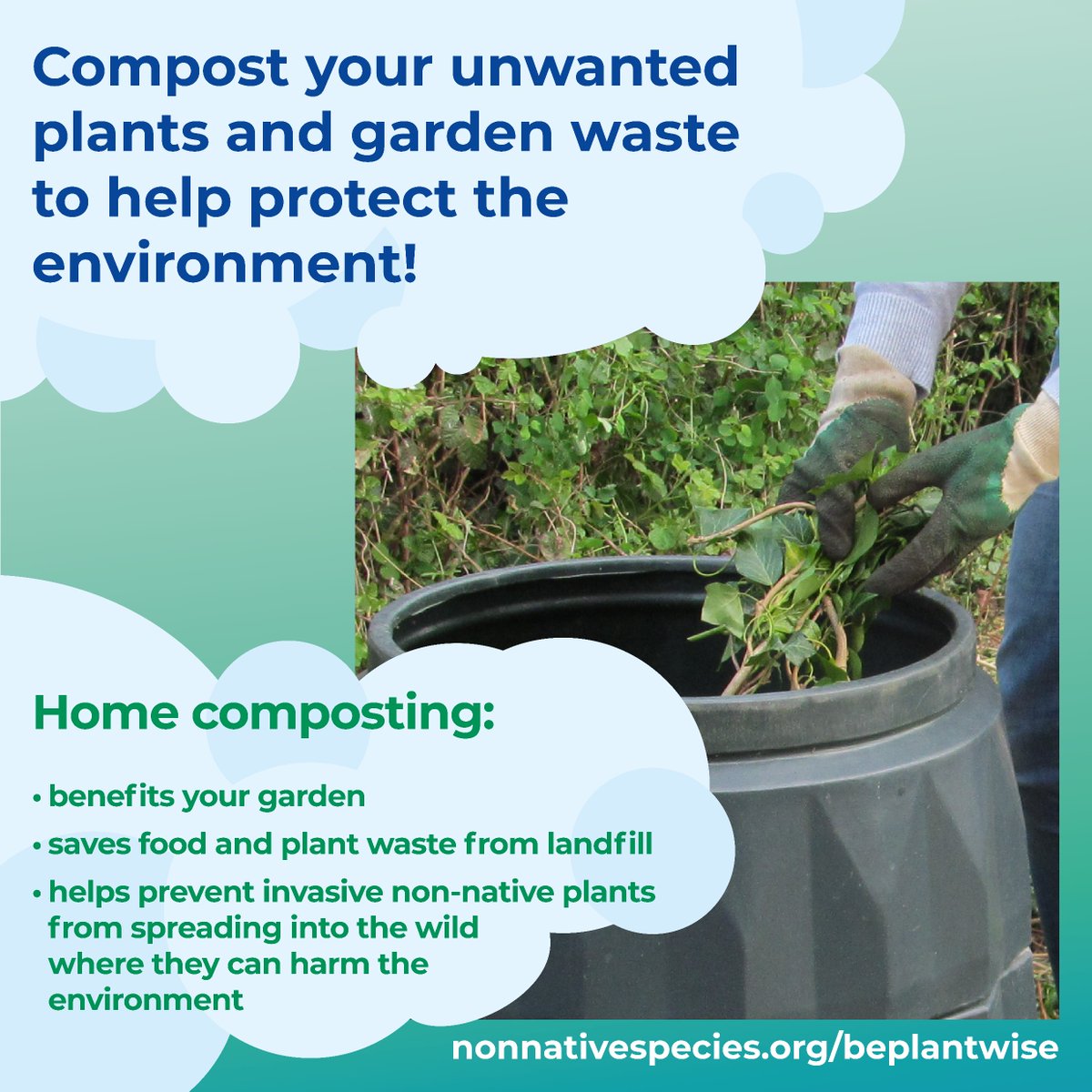 #Didyouknow that your garden plants could harm the environment if they spread into the wild? You can help by disposing of your garden waste responsibly! Composting your plants benefits your garden and the environment. ♻️🌱 Find out more at nonnativespecies.org/beplantwise