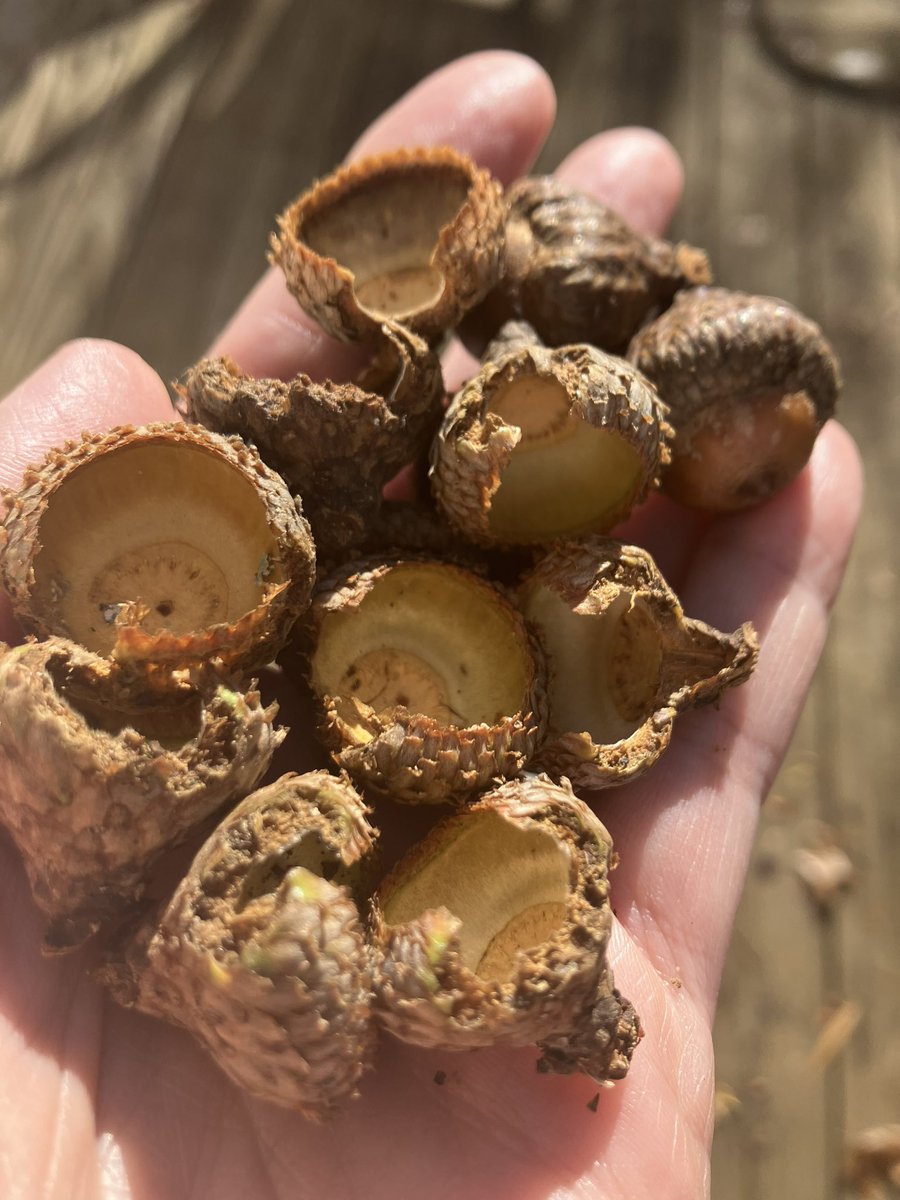 Out collecting black oak acorns yesterday and noticed all these caps with a chunk taken out. My guess is squirrels? Releasing the nut from the cap? Any other ideas?