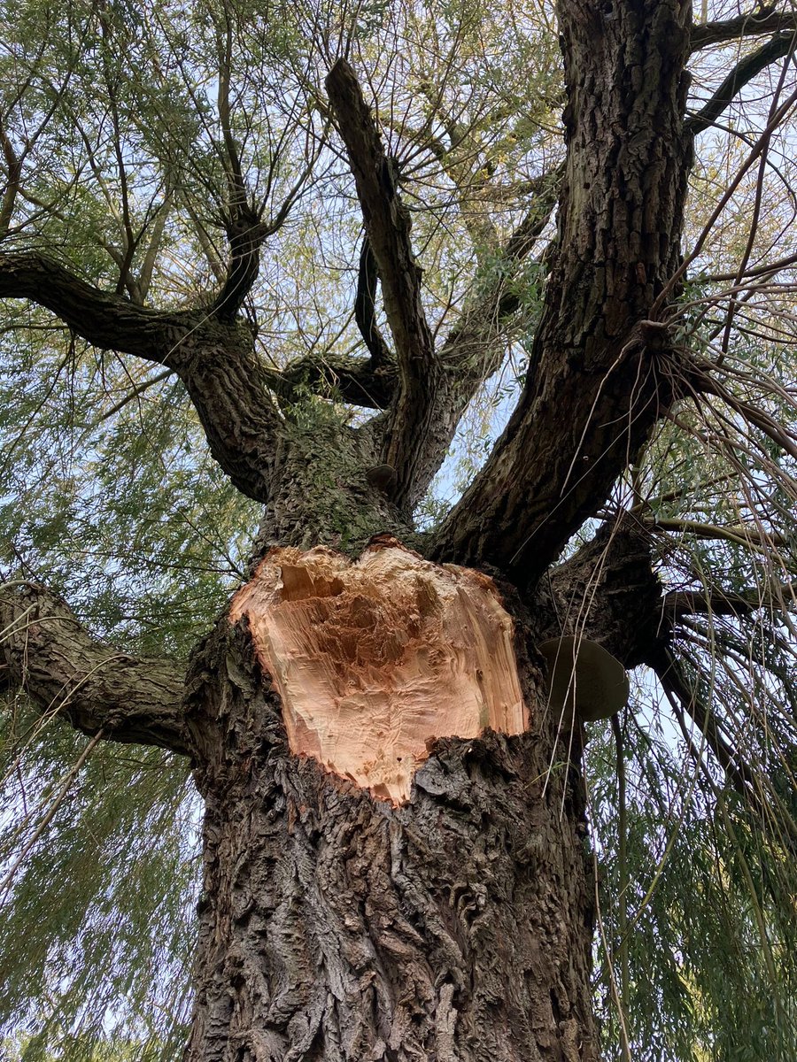 In het voorjaar is een hekwerk rond deze oude, aangetaste treurwilg geplaatst. <a href="/Stadsbeheer010/">Stadsbeheer010</a> wil het proces in de eindfase van de #boom zichtbaar maken. Onveilige bomen worden in de regel verwijderd. Afgelopen week brak de eerste zware zijtak uit.
#veteraanboom #Valkeniersweide