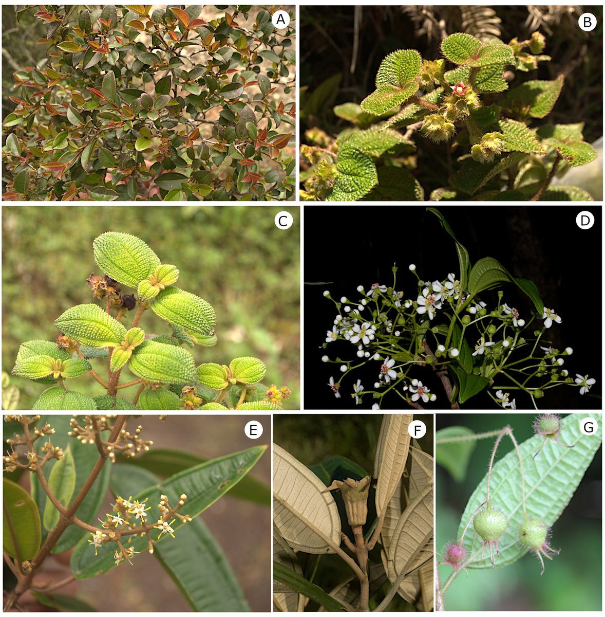 Fabián A. Michelangeli tweet media