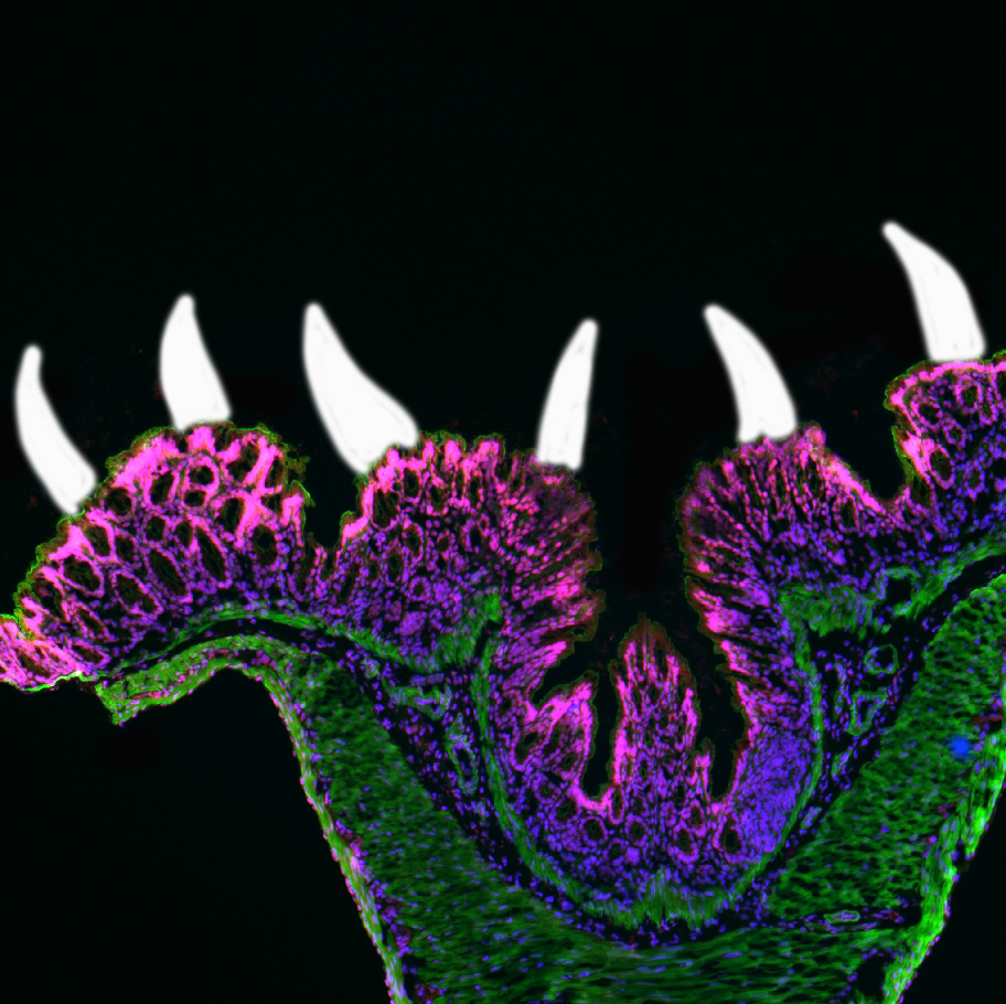 micromindy's tweet image. It&apos;s fun to be Tissue, Matrix and Pathobiology meeting #SLC2023 for this #Microscreepy Monday! Is it a #colon or is it a #monster 🤪#MicroscopyMonday #nogutsnoglory #intestine