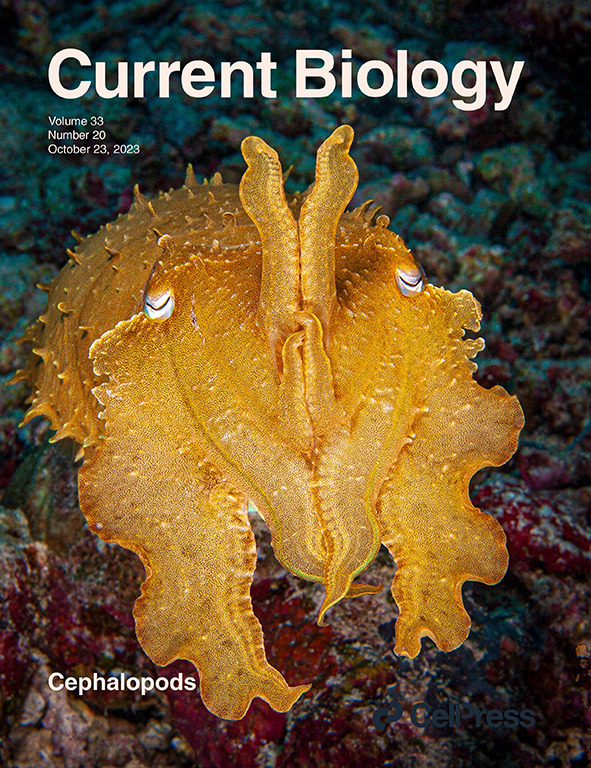 Hello yellow! It's Octopodober and we have a small special issue on #cephalopods and their amazing behavior and other soft skills.🐙🐙🐙

Check it out here!👇
cell.com/current-biolog…