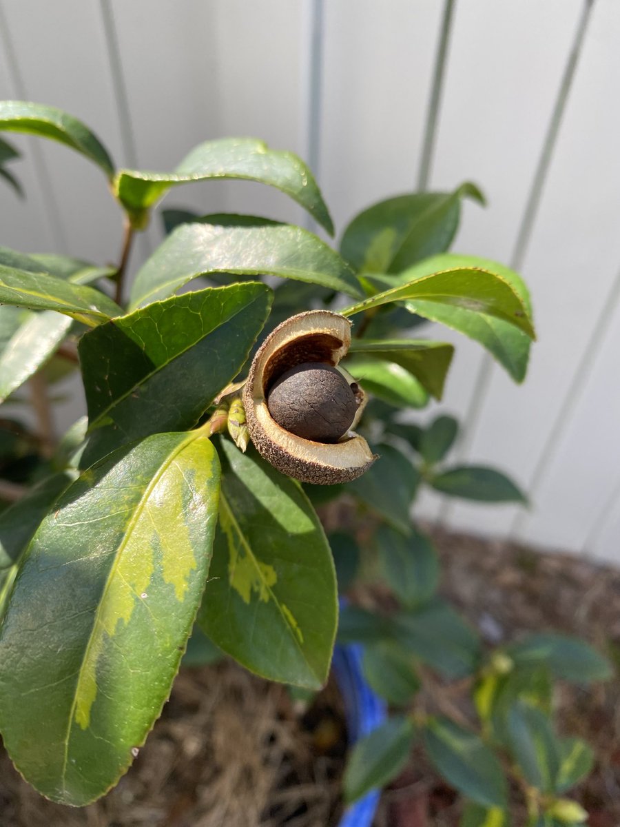 VBMGA's tweet photo. A Camellia seed pod makes me do a happy dance! #GardeningX #GrowingFromSeed #MasterGardener https://t.co/hRcS4nEzvM