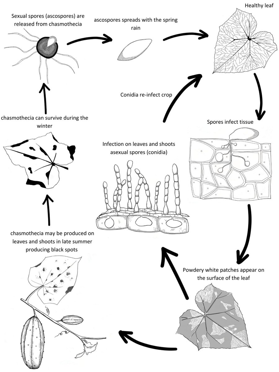 Carlos Morales (@carlomatrax) on Twitter photo I finished illustrating the cucurbit powdery mildew disease cycle. For <a href="/QuesadaLabNCSU/">NC State Veggie Pathology</a> I am open to feedback. <a href="/LorscheiderMary/">Mary Lorscheider</a> what do you think? I finished illustrating the cucurbit powdery mildew disease cycle. For <a href="/QuesadaLabNCSU/">NC State Veggie Pathology</a> I am open to feedback. <a href="/LorscheiderMary/">Mary Lorscheider</a> what do you think?