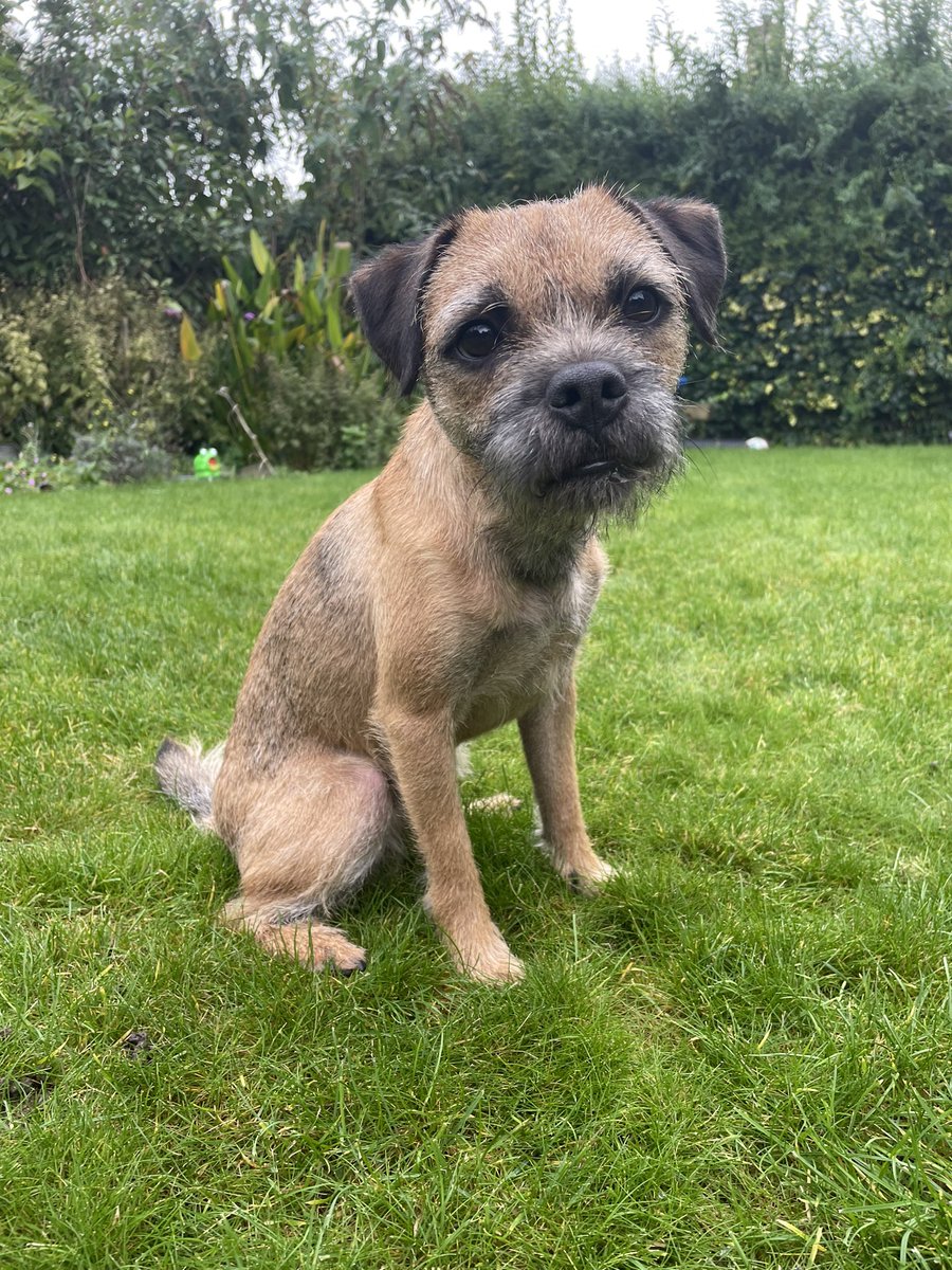 adamf2016's tweet photo. One stripped terrier https://t.co/tTY65nJzsz