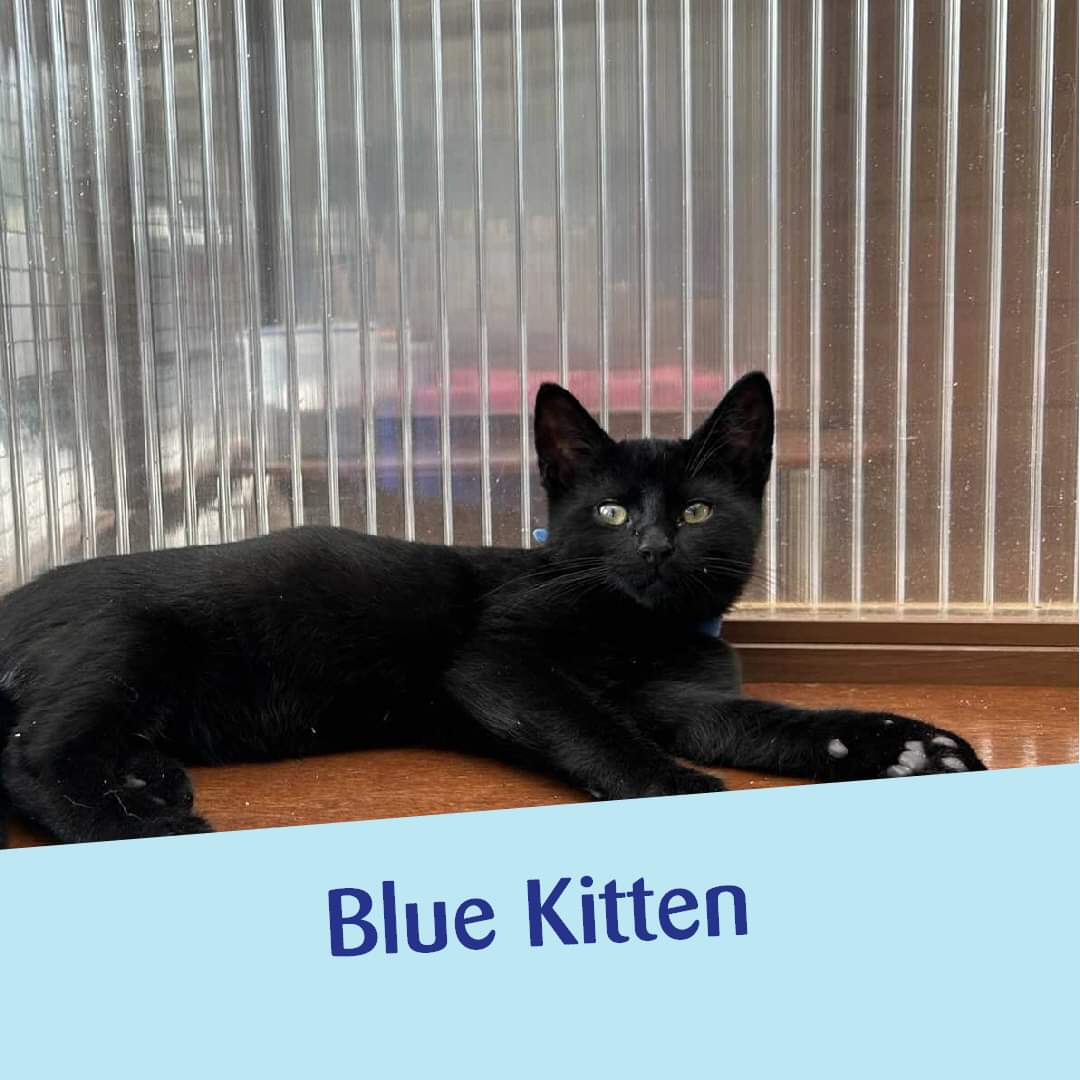 ❤️ TRIPLE ADOPTION APPEAL ❤️

They are 13 weeks old and one is female and the two others are male and they can be homed together or apart.

Could you be their furrever home? 😻
bit.ly/3FpxQJ3

#RescueKittens #KittensOfTwitter #MidSussex