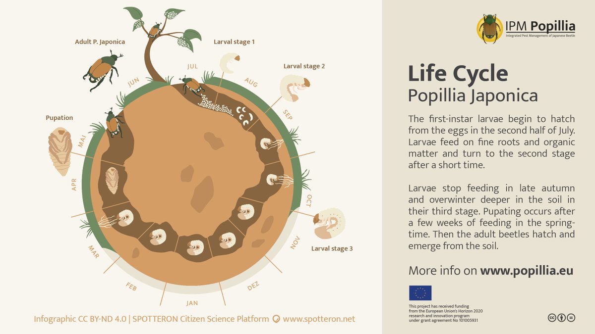 #SciComm: To foster the full potential of our research on #PopilliaJaponica, we will try to increasingly communicate (beyond the scope of science) and visualize our insights in infographics – starting with the Life Cycle of the #JapaneseBeetle: popillia.eu/blog/visualizi…
