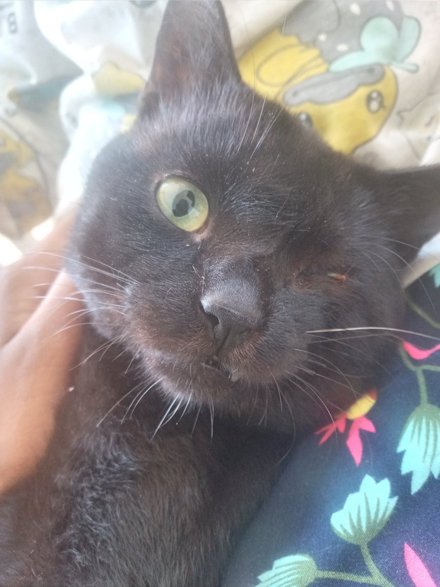 SuranisPolly's tweet photo. 🐱 I am  living my best cat life, napping on a cozy lap. 😴 #CatNap #PollyTheCat #LifeOfACat https://t.co/hobLmtkuAc