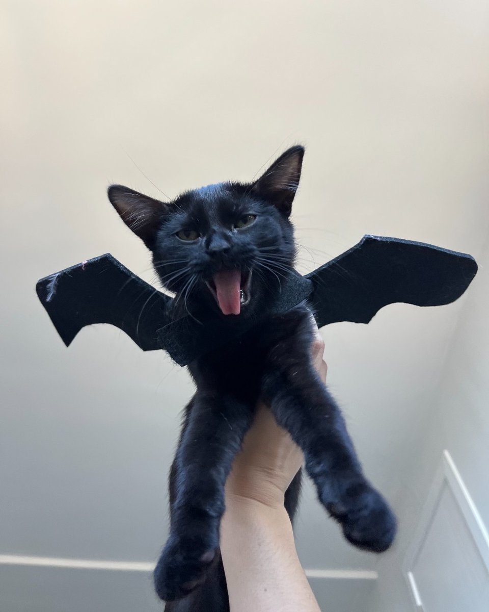 Instagram vs reality 👻 Introducing the newest members of our social team, Pippa and Binx!