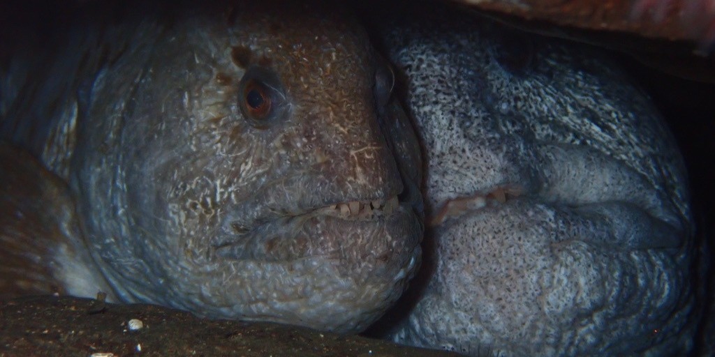 What's better than Grandpa? Grandma and Grandpa together in their den! These snaggletoothed Wolf Eels share a home & care for their young: fws.gov/fish-of-the-we…

With starfish den decor; Together in den.📷 Lauren Martin; Left Coaster CCbyNC4.0 #AllTheFish