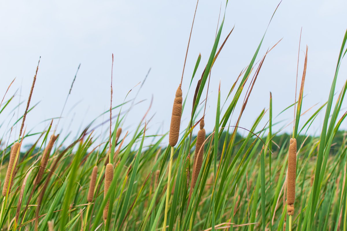 While #cattails can be invasive in some aquatic systems, they have a long history of use by Native Americans for food, fuel, medicine, insulation, etc. 

fs.usda.gov/detail/ipnf/le…

#WAPMS #aquaticplants #MacrophyteMonday #edibleplants