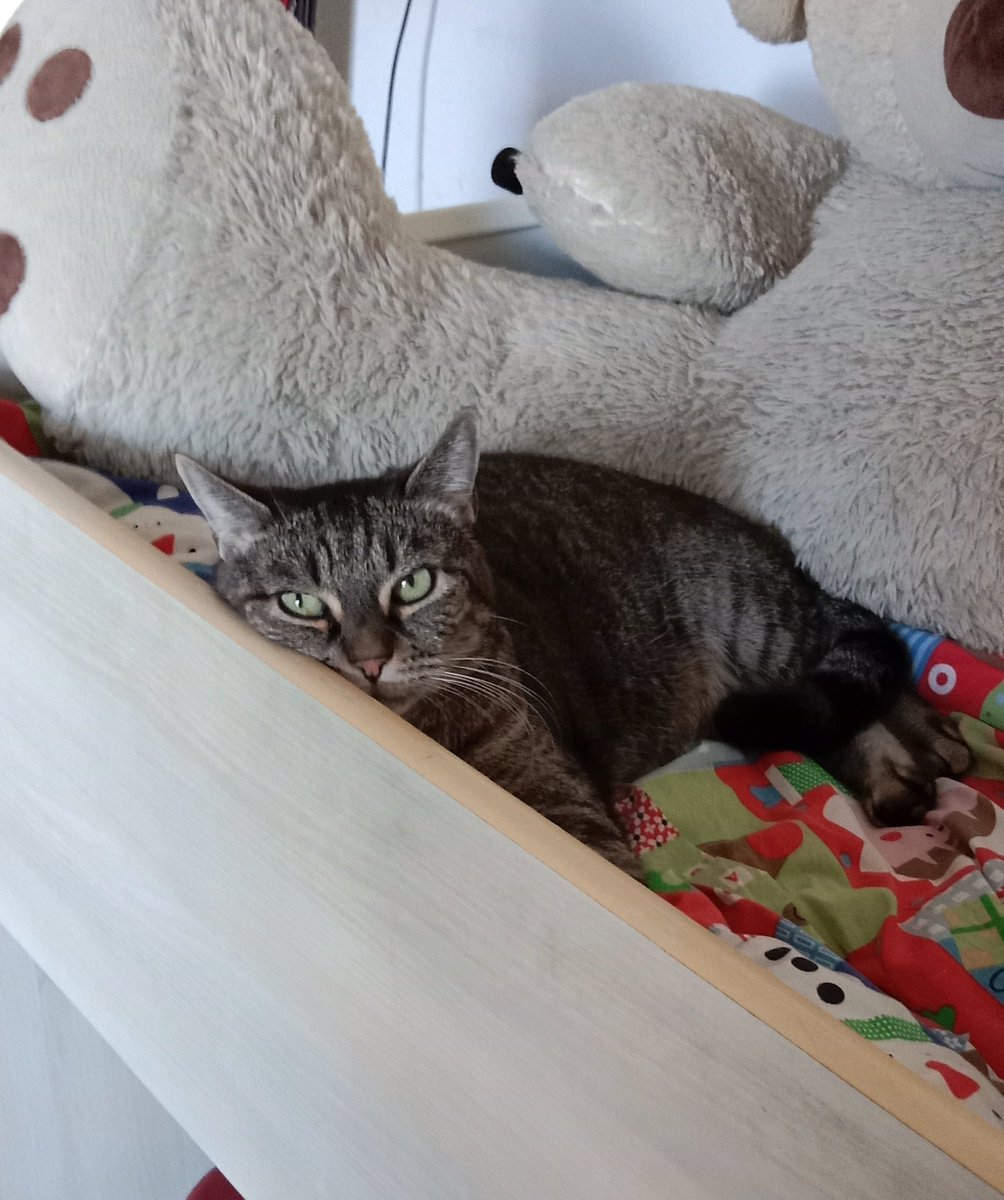 Don Grizzly Modeste tweet media