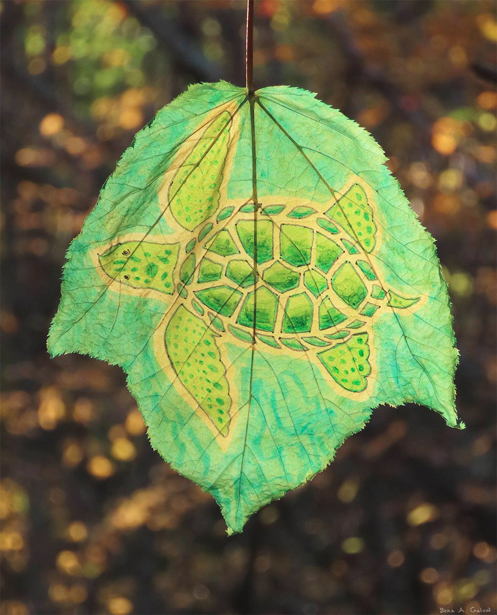 bettadazed's tweet photo. #seaturtle #turtle #leafdrawing #fall #autumn #leafart #leaf Marker on a striped maple leaf https://t.co/7LmSVIoD9b