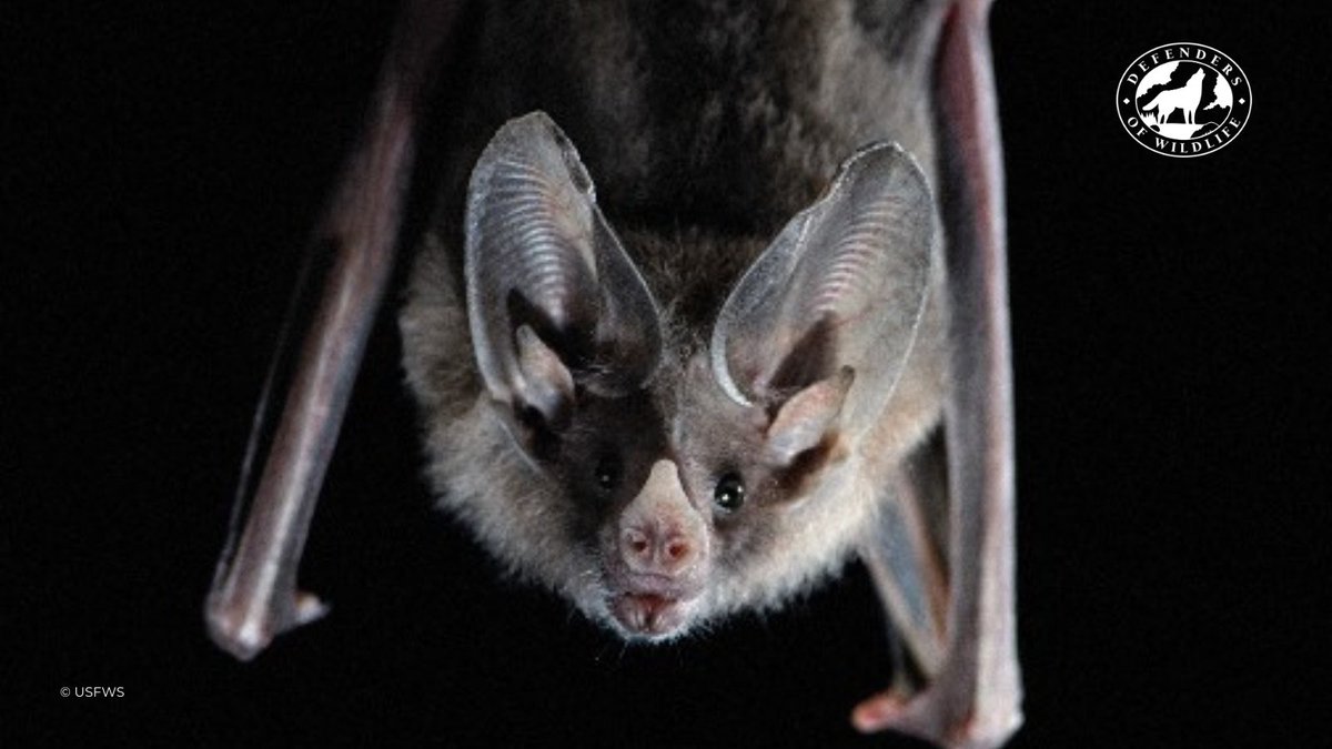 Defenders's tweet photo. Don’t you hate it when someone asks you what your favorite hobby is and you say, “hanging out” and they say, “that’s not a hobby.” To us it is!
Hang out with us for #BatMonth and #BatWeek this week. https://t.co/Yn6rM4dvFx 🦇 https://t.co/5Iu20BpfMH