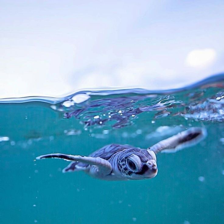 trutle_official's tweet photo. Baby sea turtle 😍 https://t.co/XubrN6yHBX
