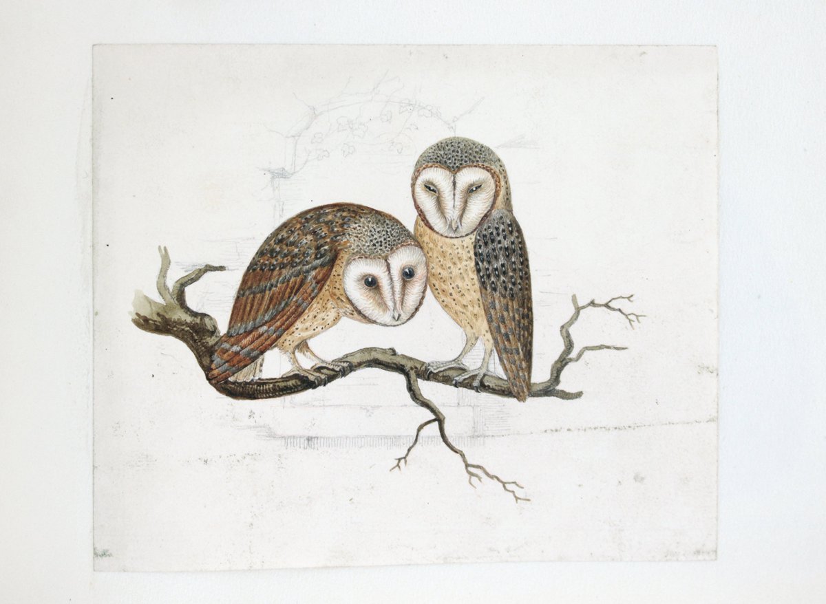 Our <a href="/BostonBookFair/">Boston Book Fair</a> highlights catalogue is now live, and with it we can reveal our current obsession: OWLS, in an incredible, seemingly unpublished album of original studies of nocturnal birds by the preeminent German naturalist Ludwig Reichenbach blackwells.co.uk/rarebooks/cata…