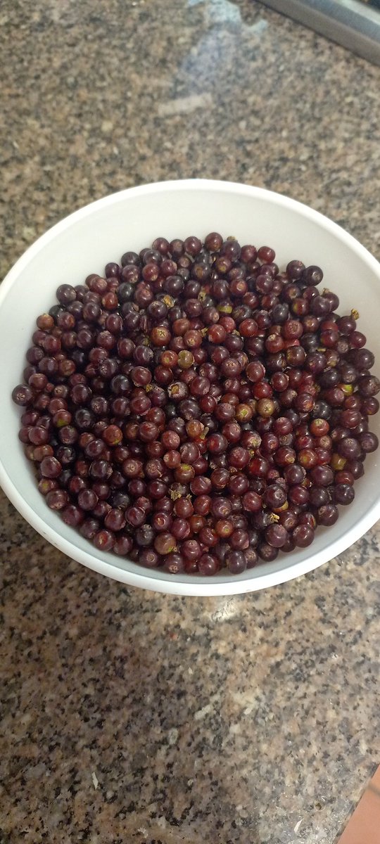 En la caminata de hoy recogimos la primera tanda de frutos de sauco para hacer la mermelada, según receta de <a href="/colombiahoy/">Jorge Orlando Melo</a>.