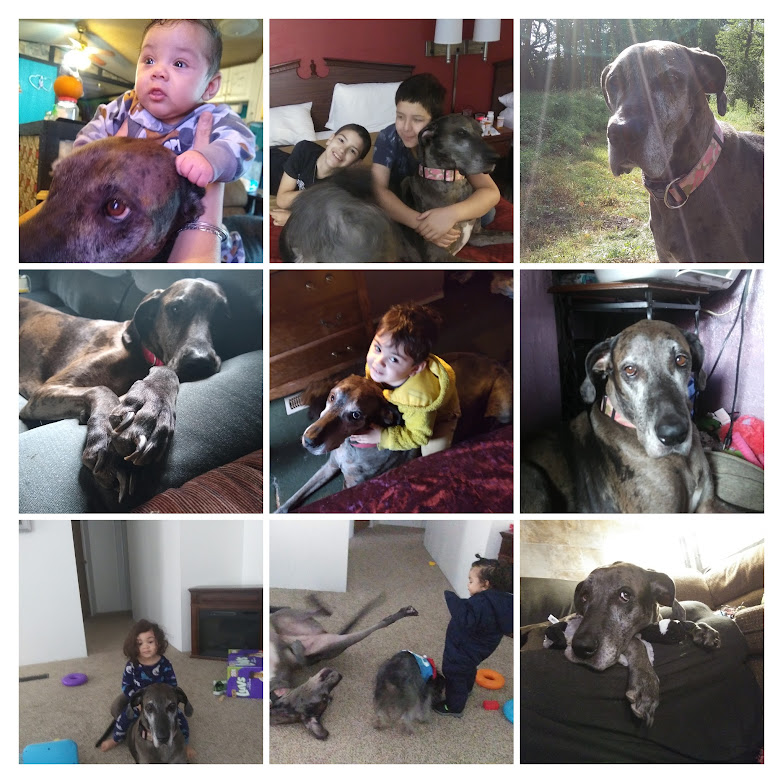 jvv35's tweet photo. Great Danes we all know don't live very long. Maybe 6-8 years. Not my girl Penny, She has been blessing my life every day since she was born in 2012 and she still plays like she's 3! #love #pets #oland #oldbutgold #dogs #largebreed https://t.co/OzDjJuI1eD
