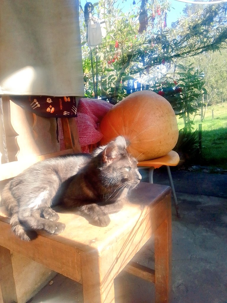 mapigo_design's tweet photo. Buenos y soleados días 🎃🐈‍⬛ https://t.co/imoed7HQGH