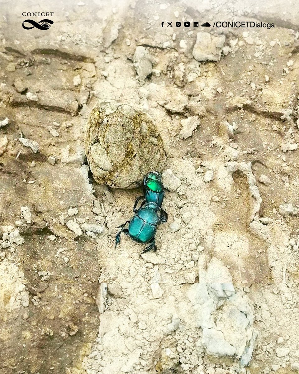 🔵Un estudio de especialistas del CONICET demostró el rol fundamental que cumplen los escarabajos en los ecosistemas de una de las principales regiones ganaderas del país. La investigación se publicó en la revista Agriculture, Ecosystems &amp; Environment.
✍️bit.ly/artrópodos