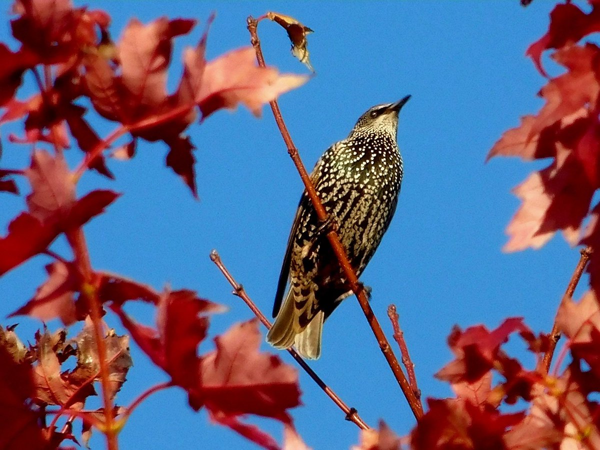 NathanHansen_Wx's tweet photo. @CarlBovisNature Here is a Starling enjoying the view from a Red Mapel.
#IpostYouPost https://t.co/LH2f3oFjHB