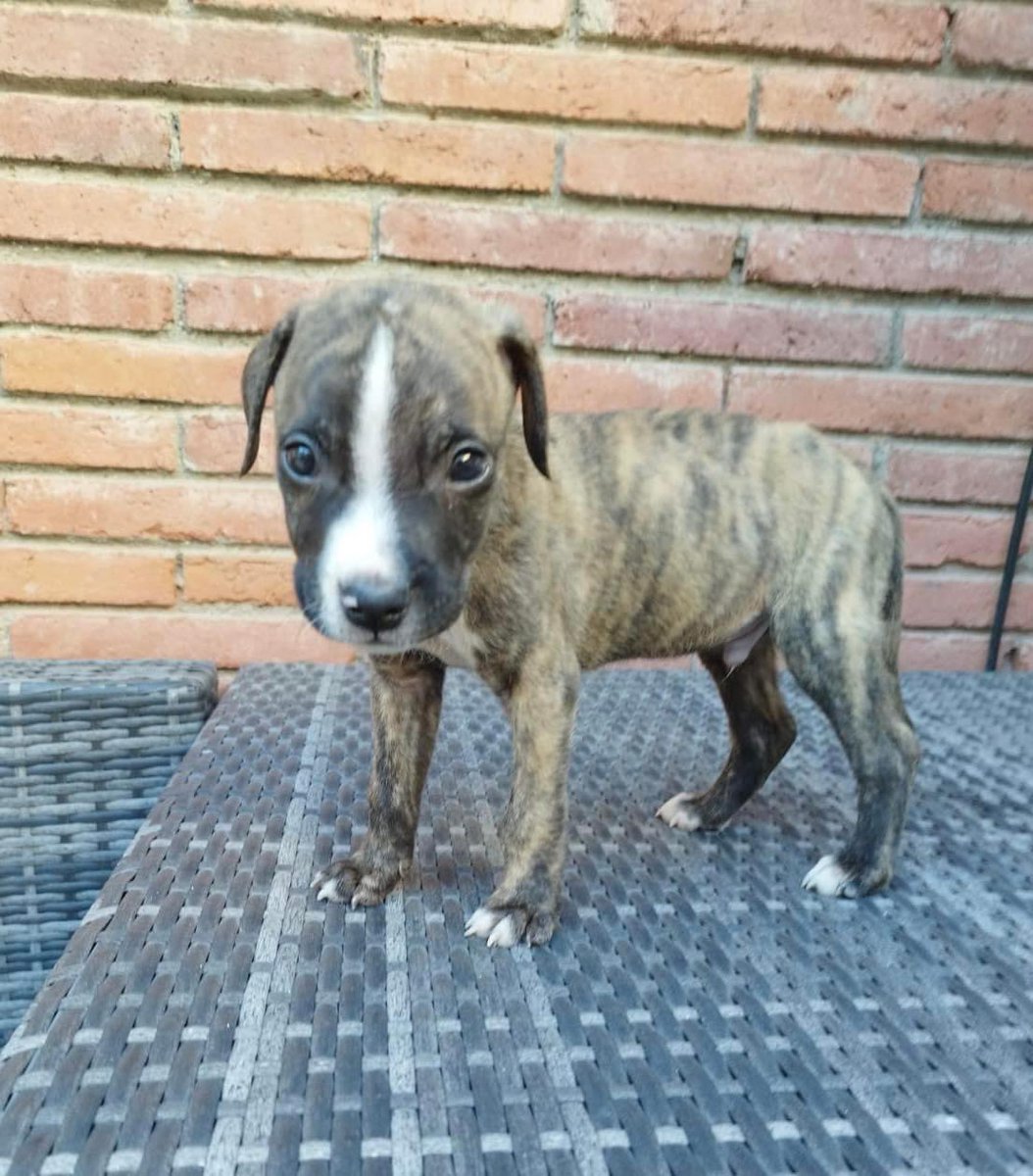 life4pitbulls's tweet photo. 🐾 ¡Conoce a CEDRIC, el cachorrito dulce y juguetón! 🐾

Cedric es un tierno cachorrito de un mes y medio que está buscando un hogar lleno de amor y cuidado. 🐶 Nació de una camada inesperada, pero su deseo de ser parte de una familia cariñosa es más fuerte que nunca. ❤️ https://t.co/74LvrrogQk