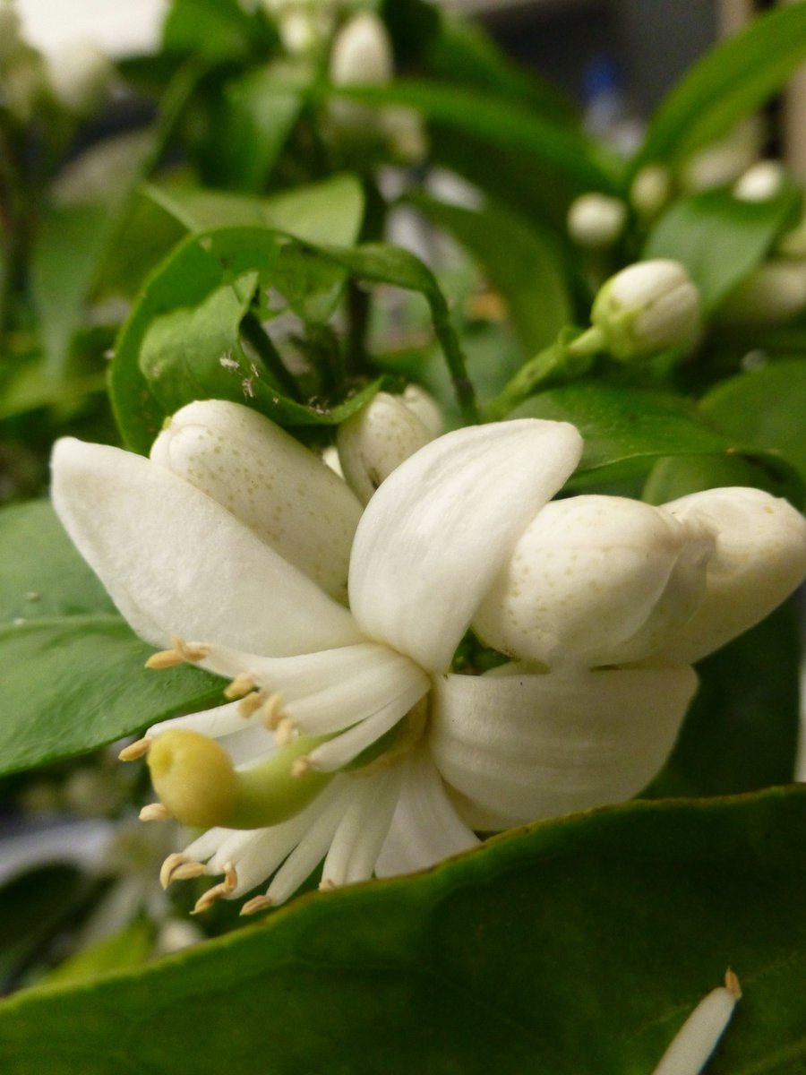 Citrus Mania 🍊🍋 🪴💛 tweet media