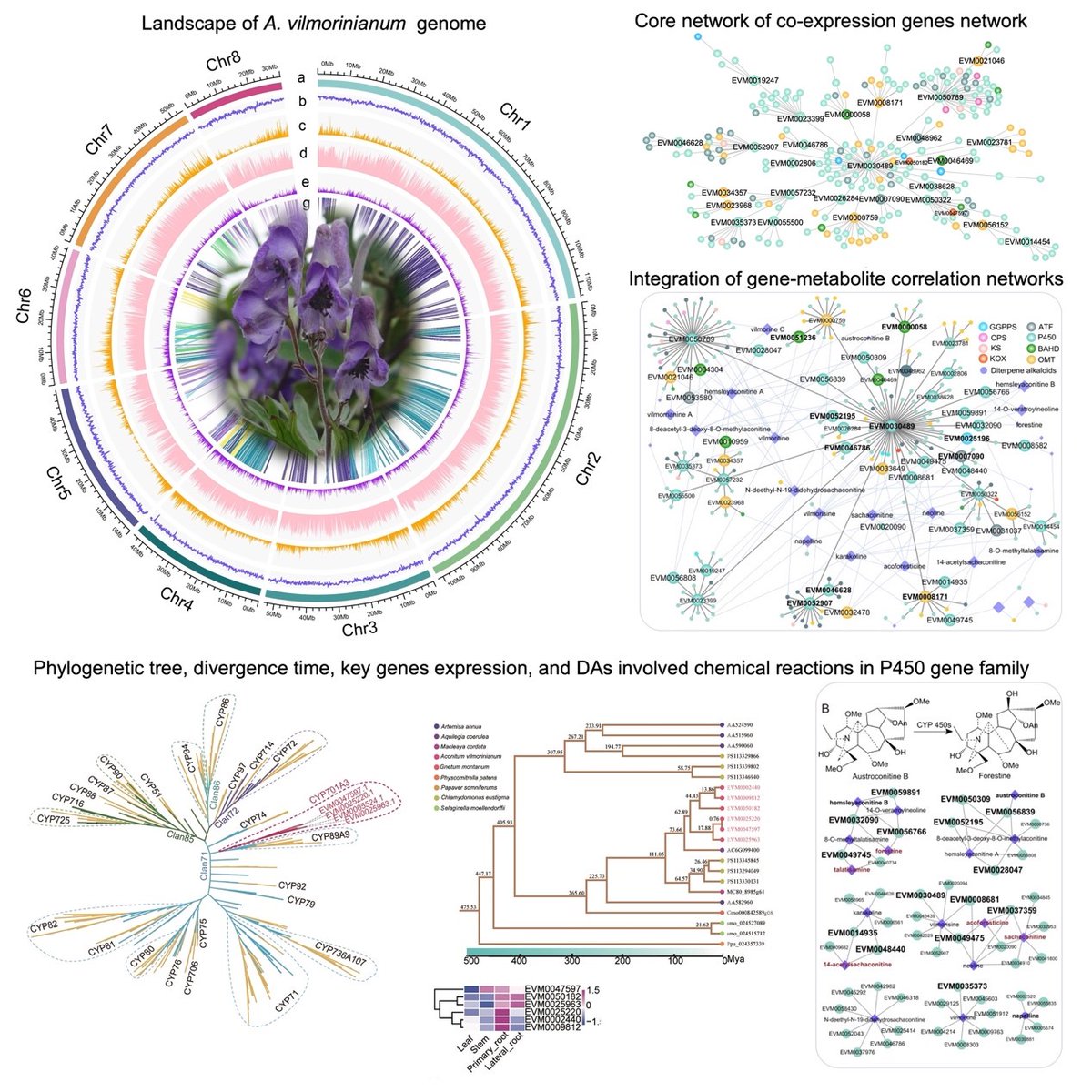 JIPBio's tweet photo. Diterpenoid alkaloids have analgesic and anti-inflammatory properties and are prevalent in the #Ranunculaceae. This #multiomics analysis reveals the #evolutionary origin of DA #biosynthesis in #Aconitum. https://t.co/Vc3agySjUe @wileyplantsci #JIPB #PlantScience #medicine https://t.co/kM7xl4cTM6