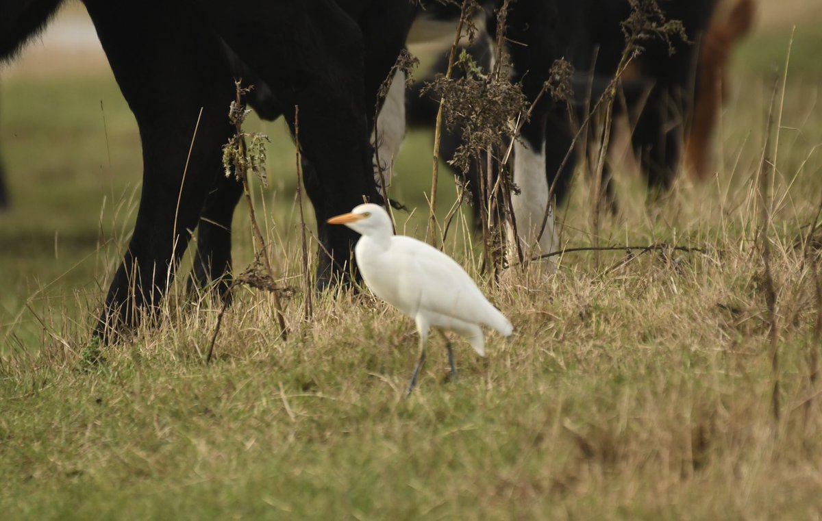 At least 9 Cattle Egrets on a flooded field near Holland Haven this morning @BirdingHaven @EssexBirdNews @BTO_EssexNE #birdphotography #birdwatching #birding