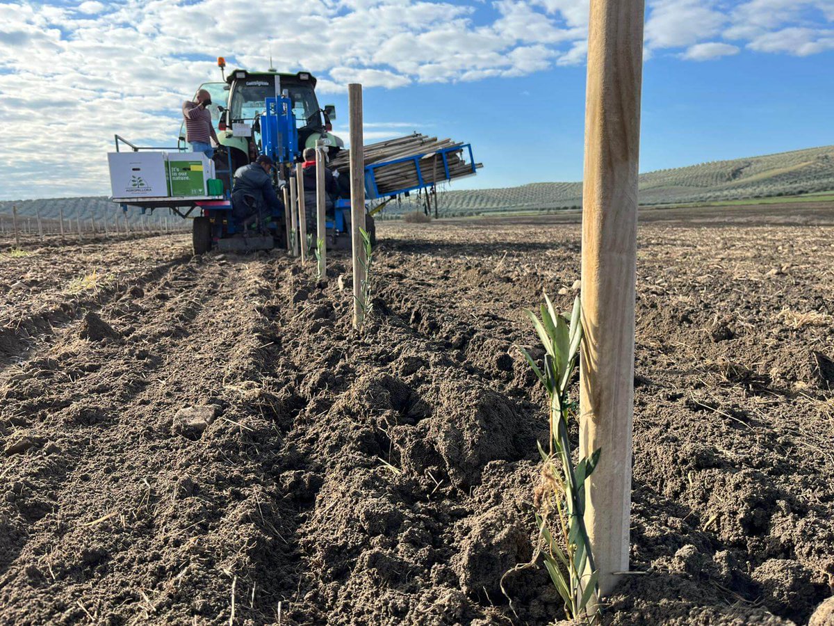 Agromillora tweet media