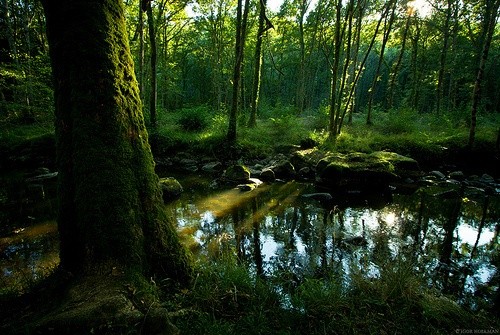 elemmiressoul's tweet photo. green life. https://t.co/g9DM93hvRg