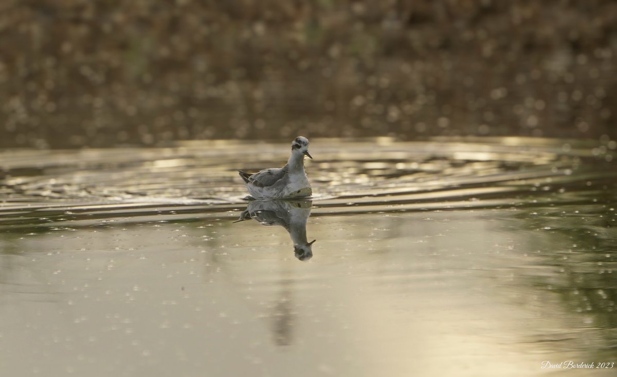 daveborderick's tweet photo. Grey Phalarope this morning at Kessingland North Shore Pools @LowestoftLizard @SuffolkBirdGrp @BINsBirder @RareBirdAlertUK https://t.co/bMY4cWQJbf