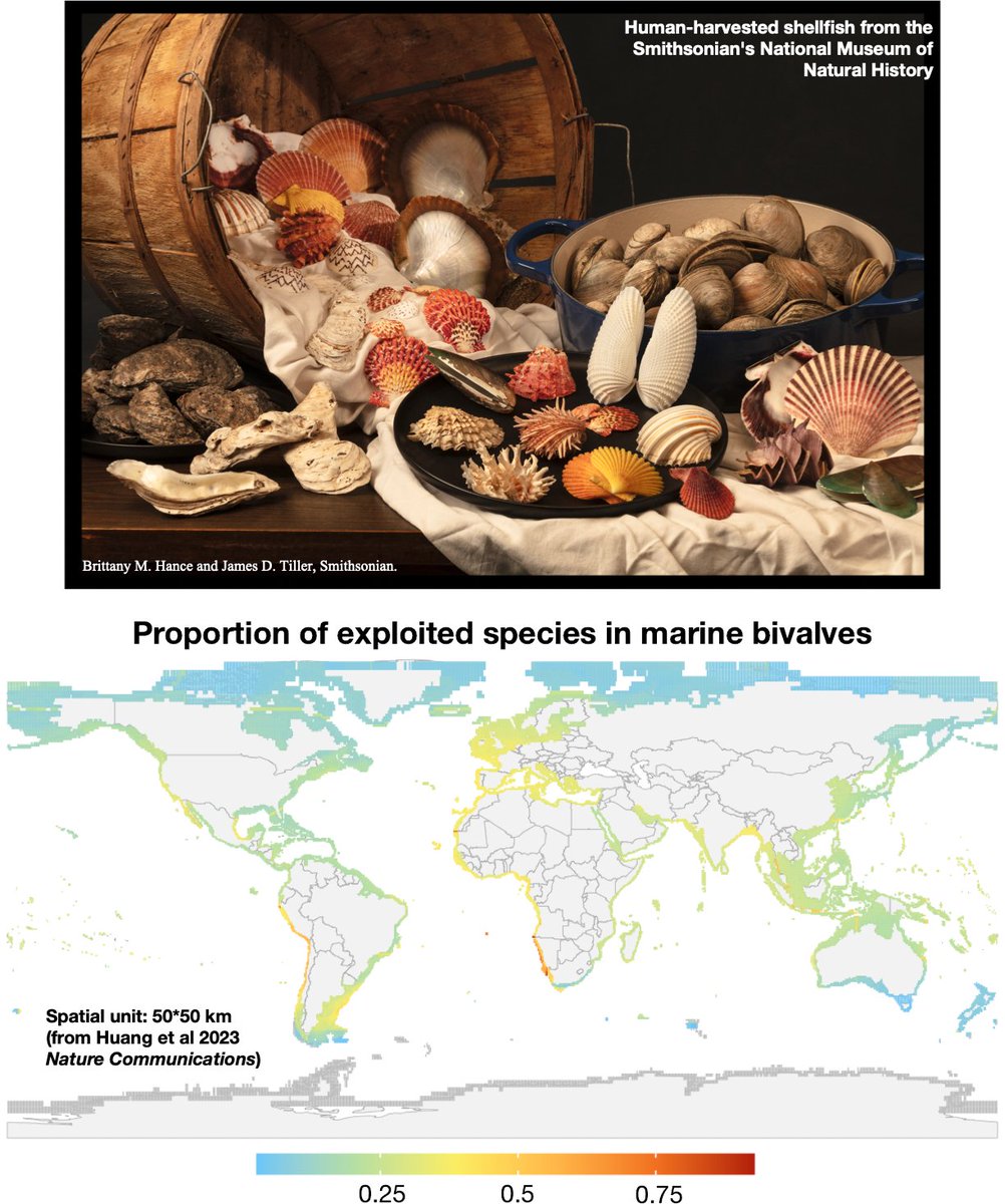 PhD project estimating the diversity and future distribution of exploited marine bivalves (oysters, scallops, and many more) with me, @spissatella @FabianSpill and Stewart Edie (Smithsonian). See studentship details here: centa.ac.uk/studentship/20…