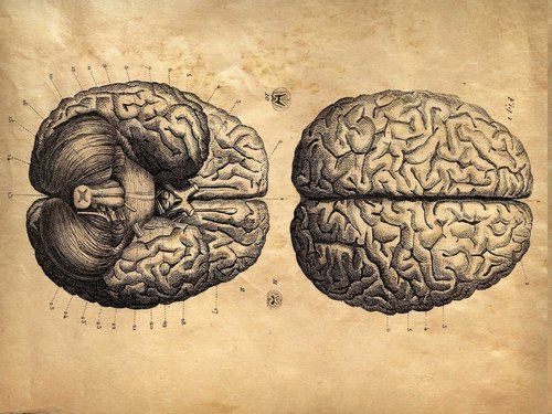 NoahRyanCo's tweet photo. Your thoughts dictate your hormones

People have a hard time wrapping their heads around this. You can raise your testosterone by changing the way you think.

We know this. Cortisol is a steroid hormone directly produced by anxious + stressful thoughts

Elevated cortisol suppresses testosterone by using up all your pregnenolone. It also inhibits the release of Gonadotropin-releasing hormone (GnRH), resulting in less luteinizing hormone (LH) & follicle-stimulating hormone (FSH). No LH or FSH, no testosterone production in the testes

Elevated cortisol also increase SHBG, which binds up your free testosterone & biologically inactivates it.

So the act of chilling out in & of itself will increase testosterone. But you can take it one step further.

Your body increases testosterone production in response to situations that require more testosterone:
- Competition
- Mate seeking
- Winning + Accomplishment

It's a positive feedback loop. Testosterone makes you desire High T activities. High T activities release more testosterone.

This is why people can have horrible health habits but still have high T. Their actions, behaviors & environment outweigh the biological stressors that would otherwise inhibit synthesis.

This is why people have higher T levels in prison then they do when they were free men. In spite of the fact that prison is a horrible place for proper endocrine function (inside, high stress, poor nutrition, excess blue light)

This applies to other hormones & neurotransmitters as well. Your thoughts about food and body image influence your hunger & satiety hormones (ghrelin + leptin respectively)

Your immune-related hormones are also impacted by your thoughts (Interleukins, TNF, Thymosin, etc). This is why hypochondriacs literally think themselves into sickness.

What I'm trying to say is that you can do everything right from a biological standpoint, but if your thoughts aren't in congruence, you're fighting an uphill battle.

Remember, its a positive feedback loop. Use T-boosting tools like fighting, heavy lifting, herbal supps & nature to get into high androgen states. Use that androgenic state to reform new thinking patterns & behavior.

In short, gaslight yourself into higher T