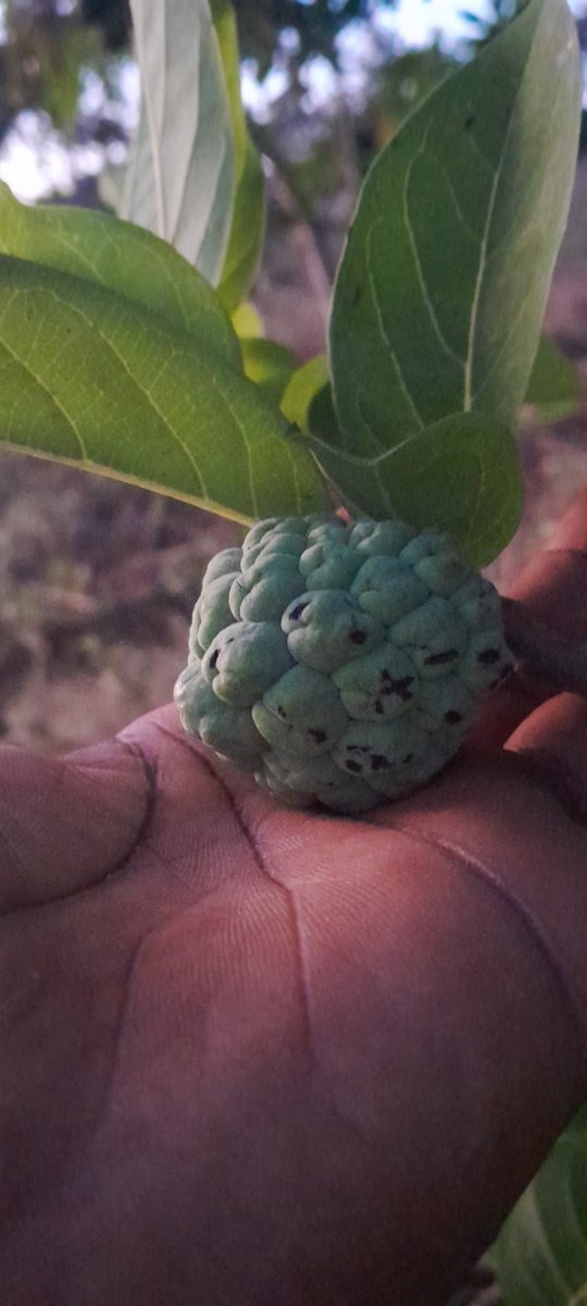 Matomoko #KenyasGold