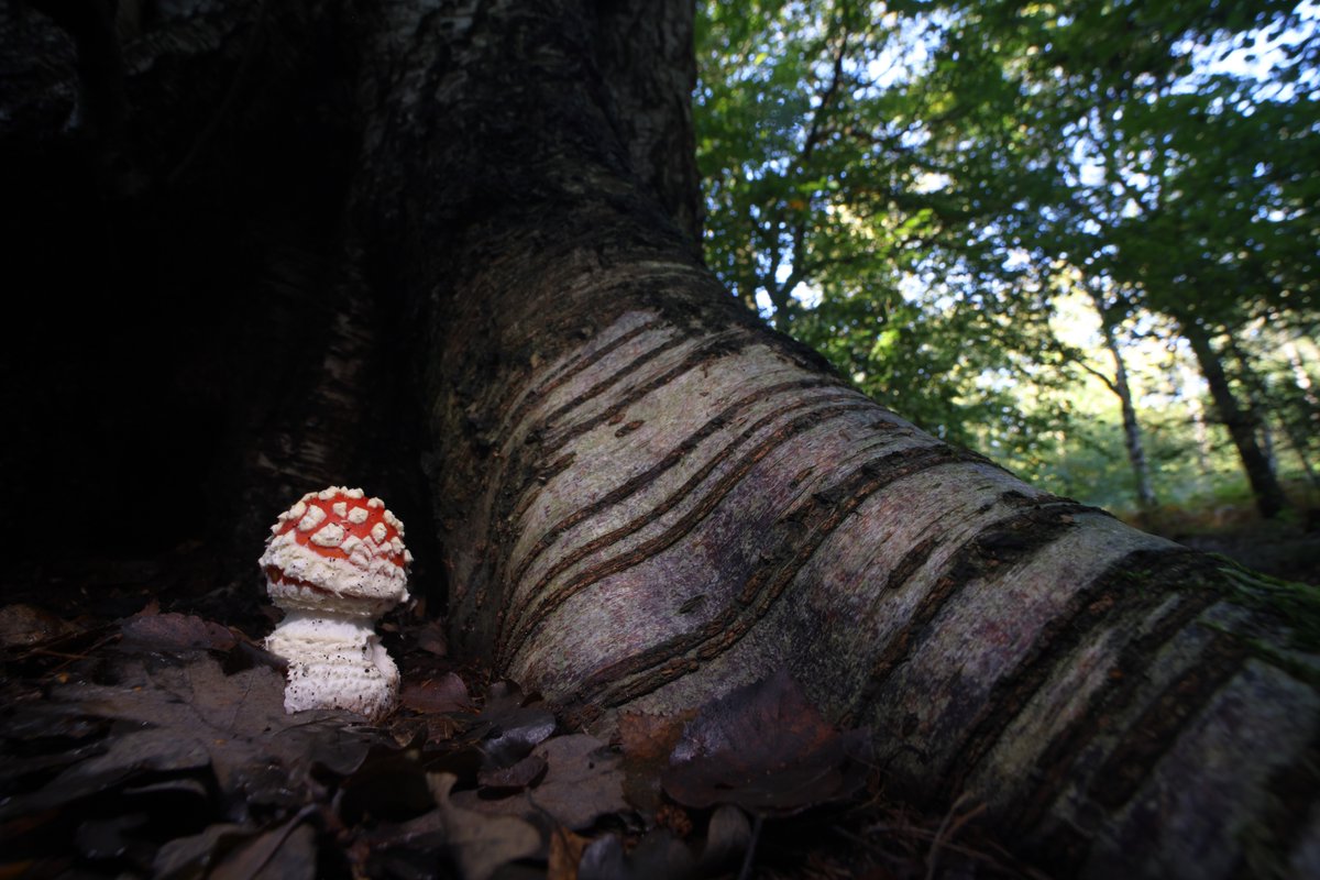Fly Agaric at the base of a Silver Birch