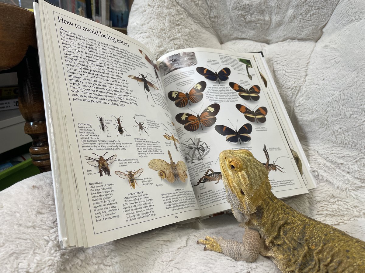 TDSBLibrary's tweet image. The Library Learning Commons at Henry Hudson Sr. SP is an excellent example of a school library that has been designed to support participatory learning and wellbeing. #CSLD2023 #beardeddragons #classroompets #emotionalsupportanimal #HudsonLibrary #readyforHalloween