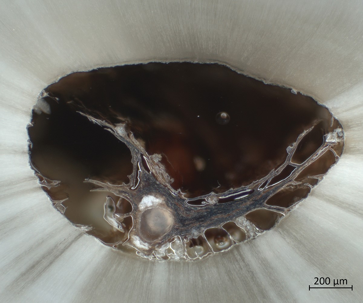 alliedhightech's tweet image. Looks like we picked the right oyster for a pearly material!

This is actually a deer tooth and it belongs to this smiling deer showing of his perfect grin!
hubs.la/Q026rf4n0
#metallography #micrography