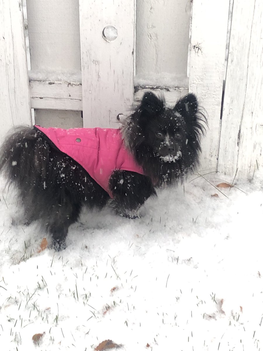 cheermommax2's tweet photo. Some little doggie is loving the early snowfall!! #snowdog #tooearlyforsnow #yegwx https://t.co/4xYm5G0f3n