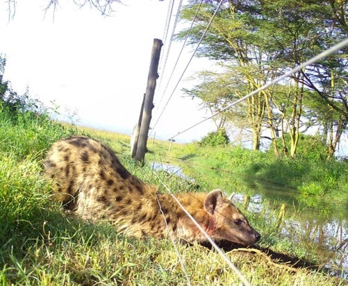 Christine Wilkinson, PhD 🌈 tweet media