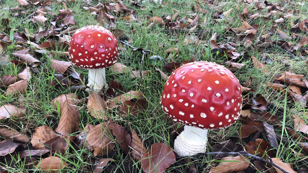 Ask an Expert: UBCBotany professor Dr. Mary Berbee shares tips on foraging for mushrooms safely.

#MushroomHunting #EdibleMushrooms #Foraging

globalnews.ca/video/10041758…