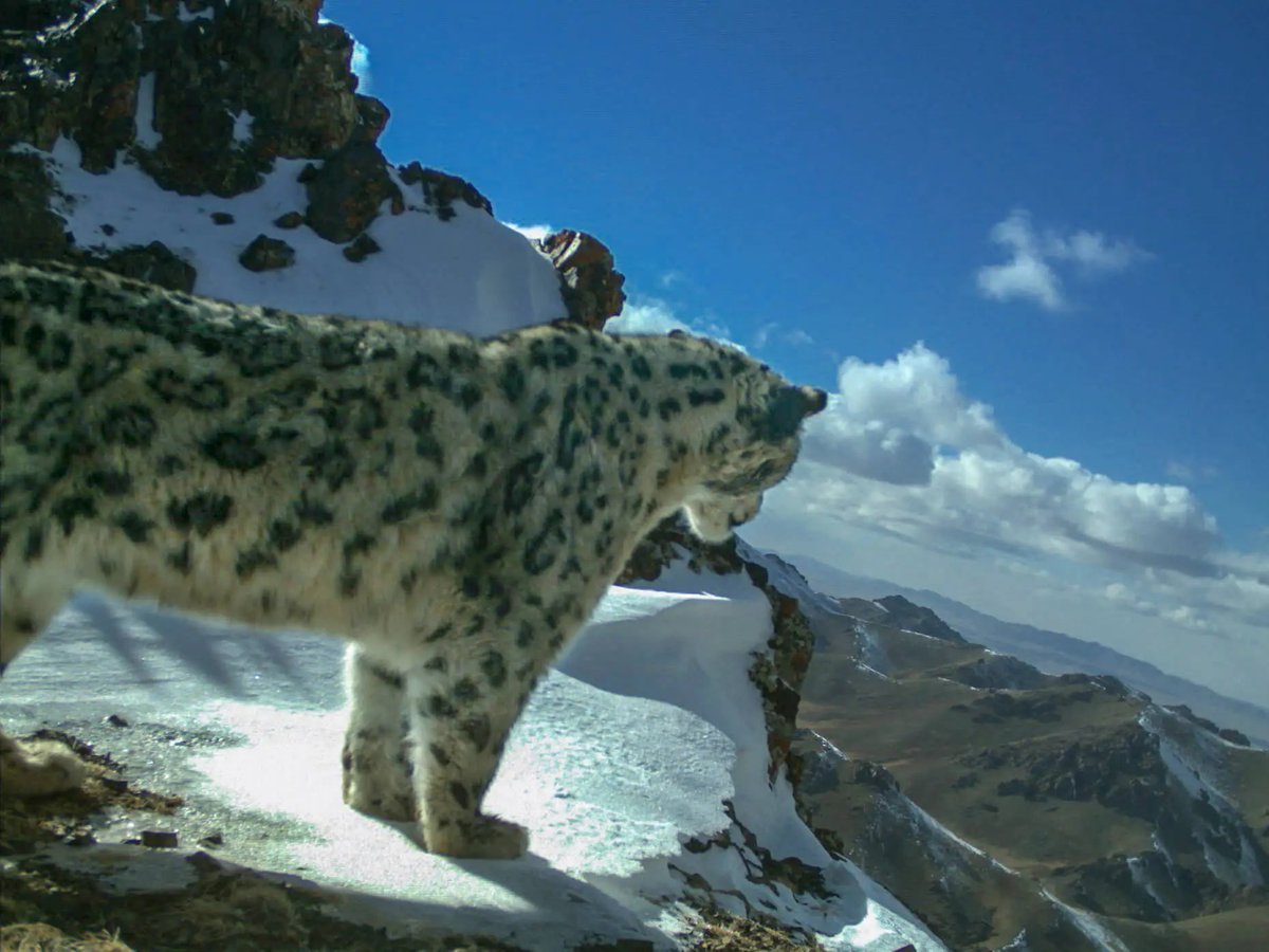VagrantTravels's tweet photo. 10 years ago on this day, several countries in Asia signed the Bishkek Declaration and established International Snow Leopard Day. The goal is to bring awareness and conservation of this valuable icon in the Himalayas and surrounding cold climate regions https://t.co/oiHPIoTZWn