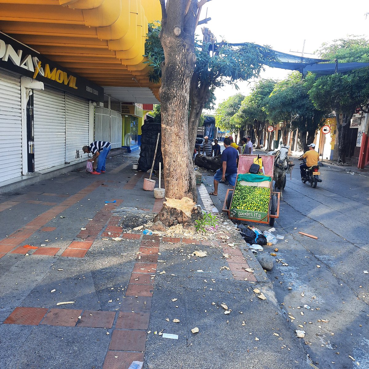 Alcivia33028985's tweet photo. Como erradicaron estos árboles en todo centro de valledupar cesar carrera 8 con 17 y coorpocesar desde el mes de mayo se puso una denuncia porque estos mismos  árboles  fueron envenenado y no pasado nada hoy los radicaron  de rays y las  autoridades bien gracias https://t.co/OtQJXgcXSC