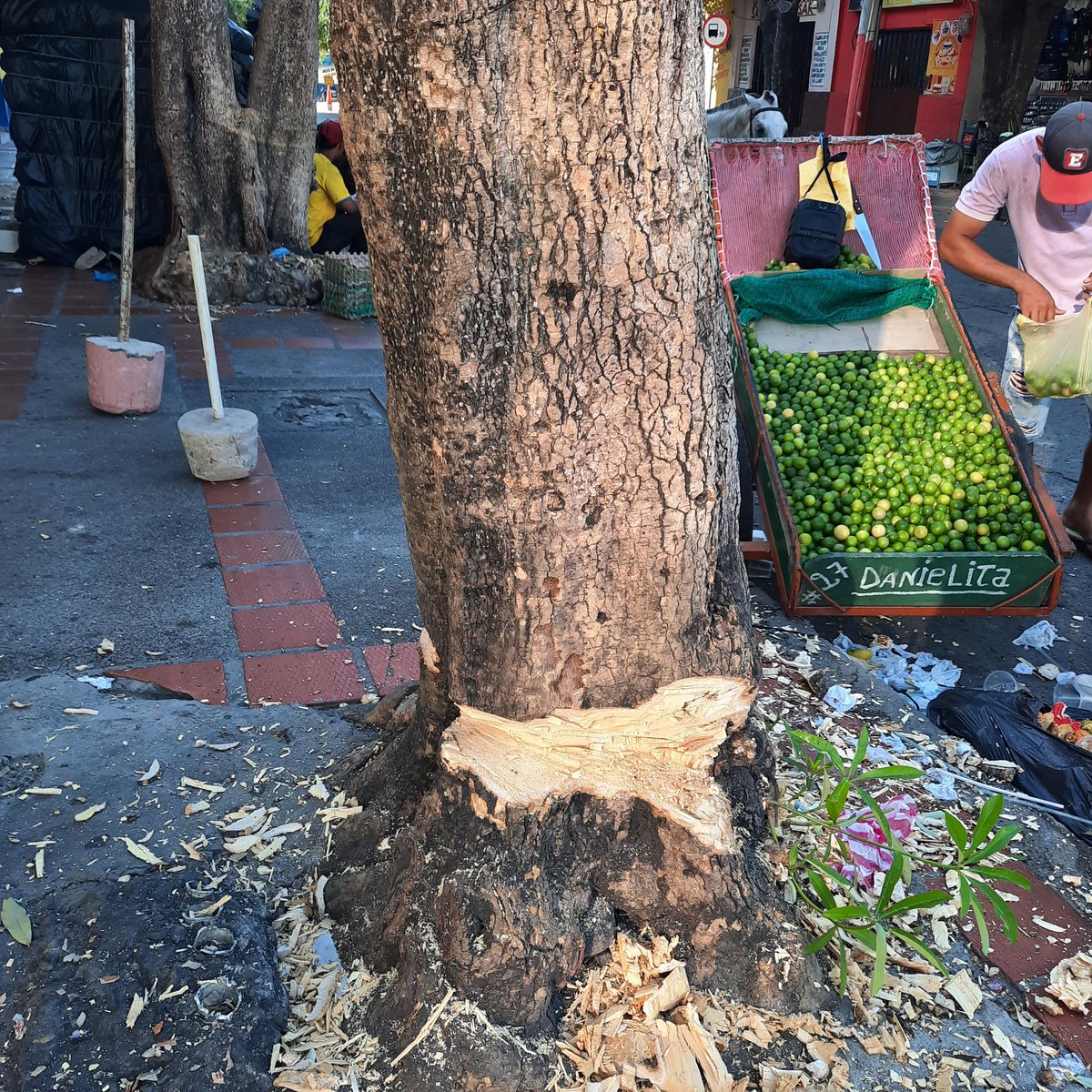 Alcivia33028985's tweet photo. Como erradicaron estos árboles en todo centro de valledupar cesar carrera 8 con 17 y coorpocesar desde el mes de mayo se puso una denuncia porque estos mismos  árboles  fueron envenenado y no pasado nada hoy los radicaron  de rays y las  autoridades bien gracias https://t.co/OtQJXgcXSC